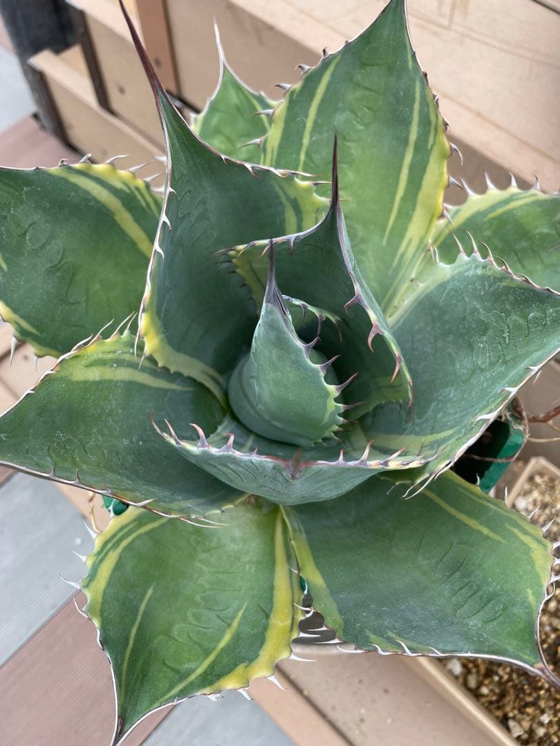 値下げ‼️アガベ　特大株　パラサナ錦　ファイヤーボール