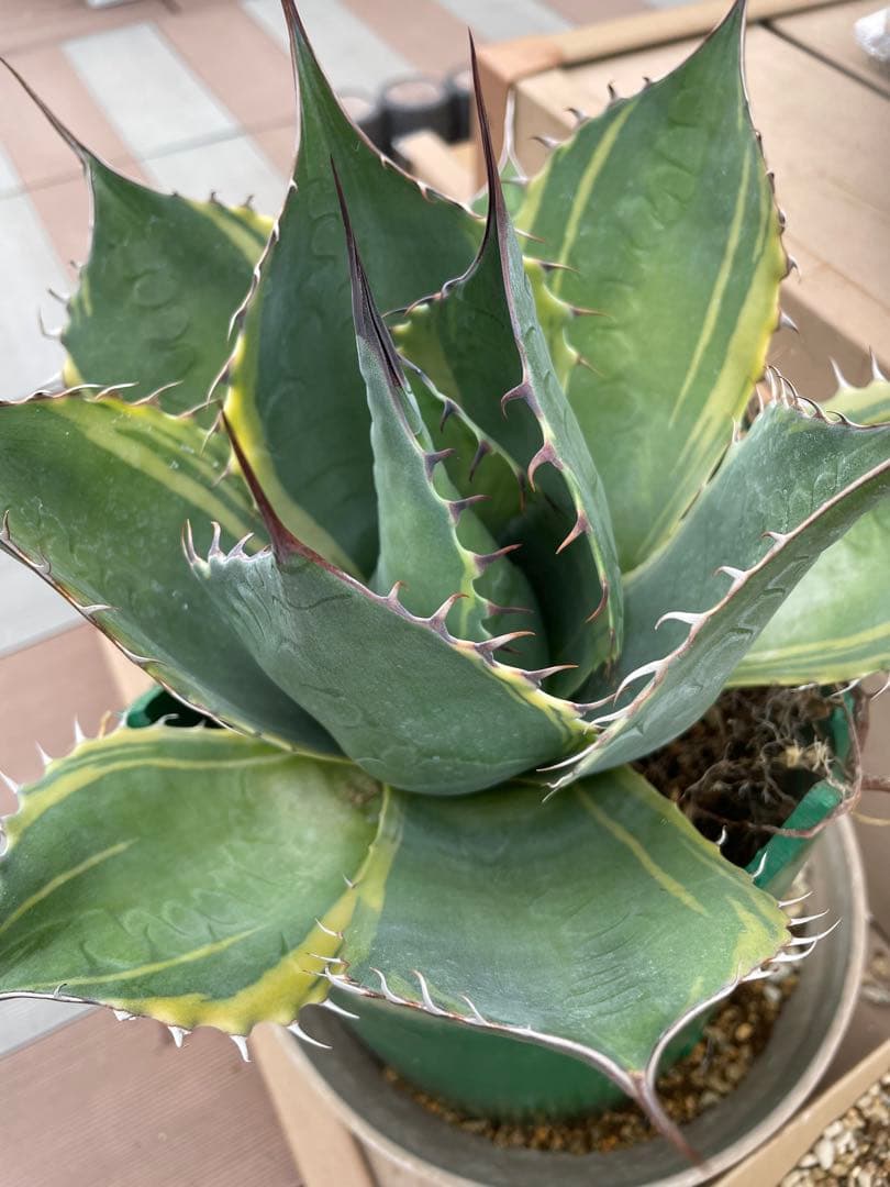 値下げ‼️アガベ　特大株　パラサナ錦　ファイヤーボール