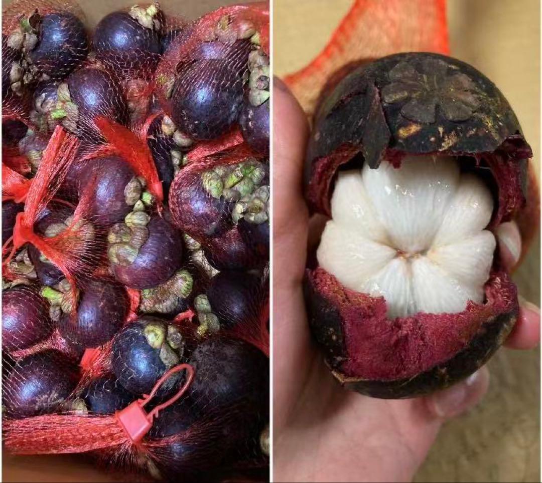 350.数量限定新鮮マンゴスチン山竹美の宝石6パック玉数お任せ常温発送