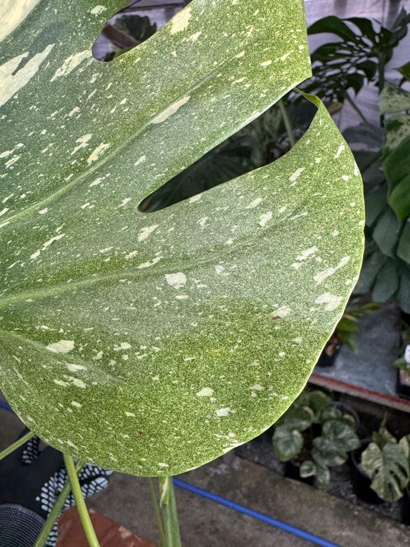 c*i様 5モンステラ　タイコンステレーション　スターライト