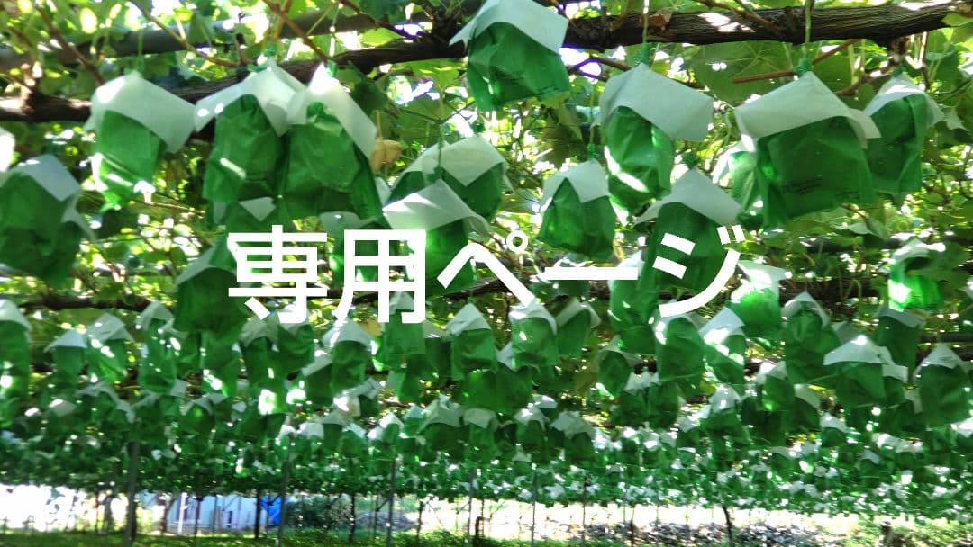 専用ページ！「クイーンルージュ」と「シャインマスカット」2房ずつ 秀品