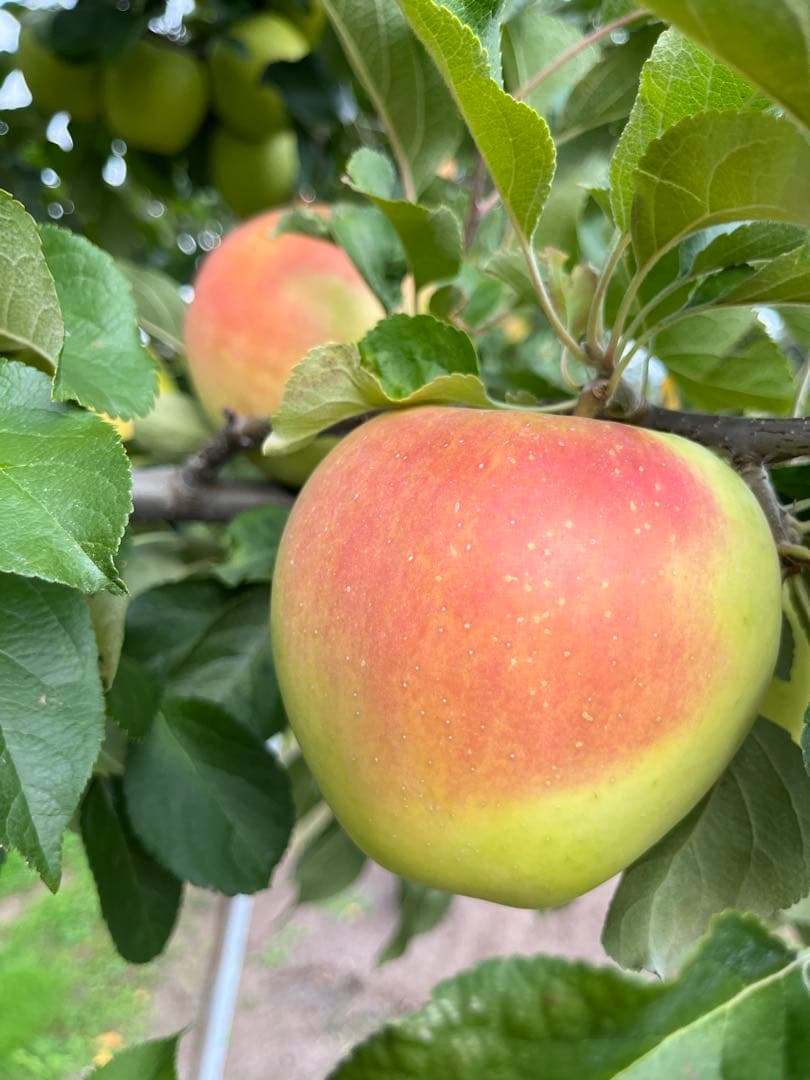 チビモモページ✨10kg