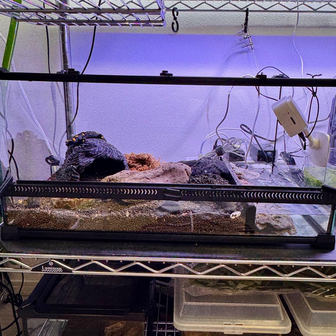 【新品】 爬虫類・両生類・昆虫用 ガラス飼育ケージ　50×30×25cm