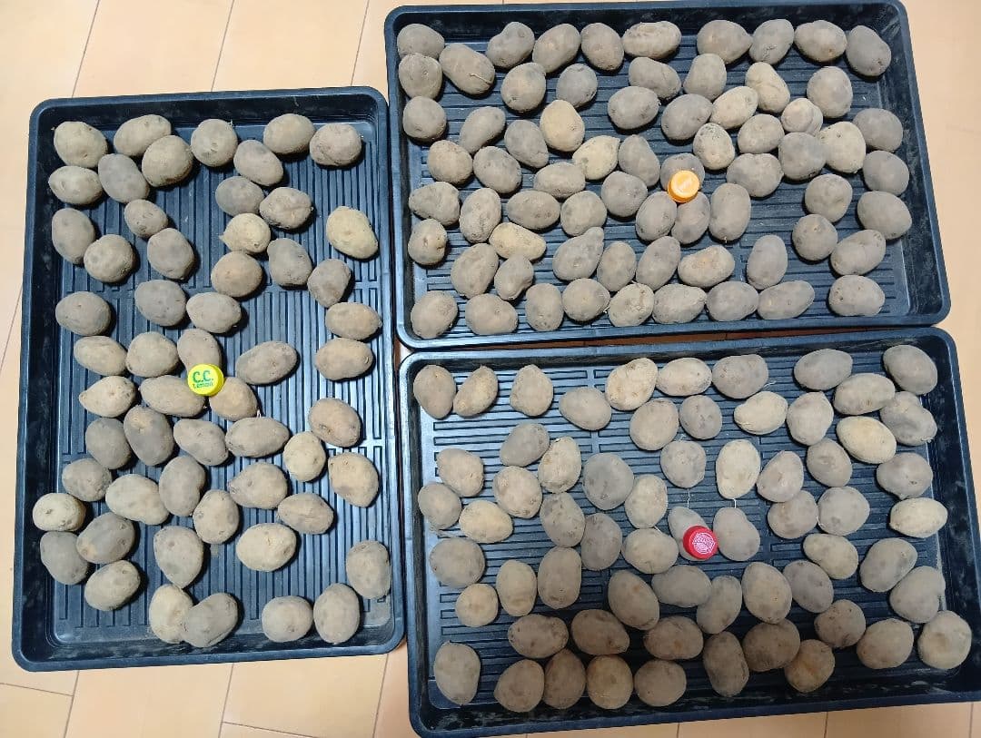 10kg m134 インカのめざめ 種芋