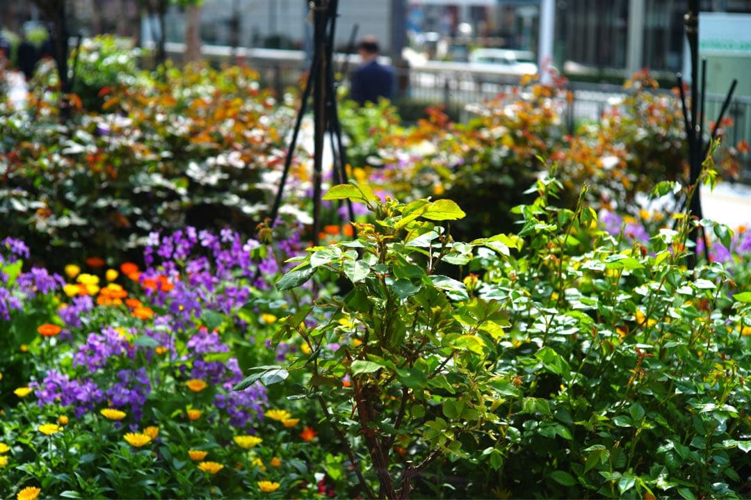 Leica Summicron 50mm f/2 単焦点レンズ　Lマウント