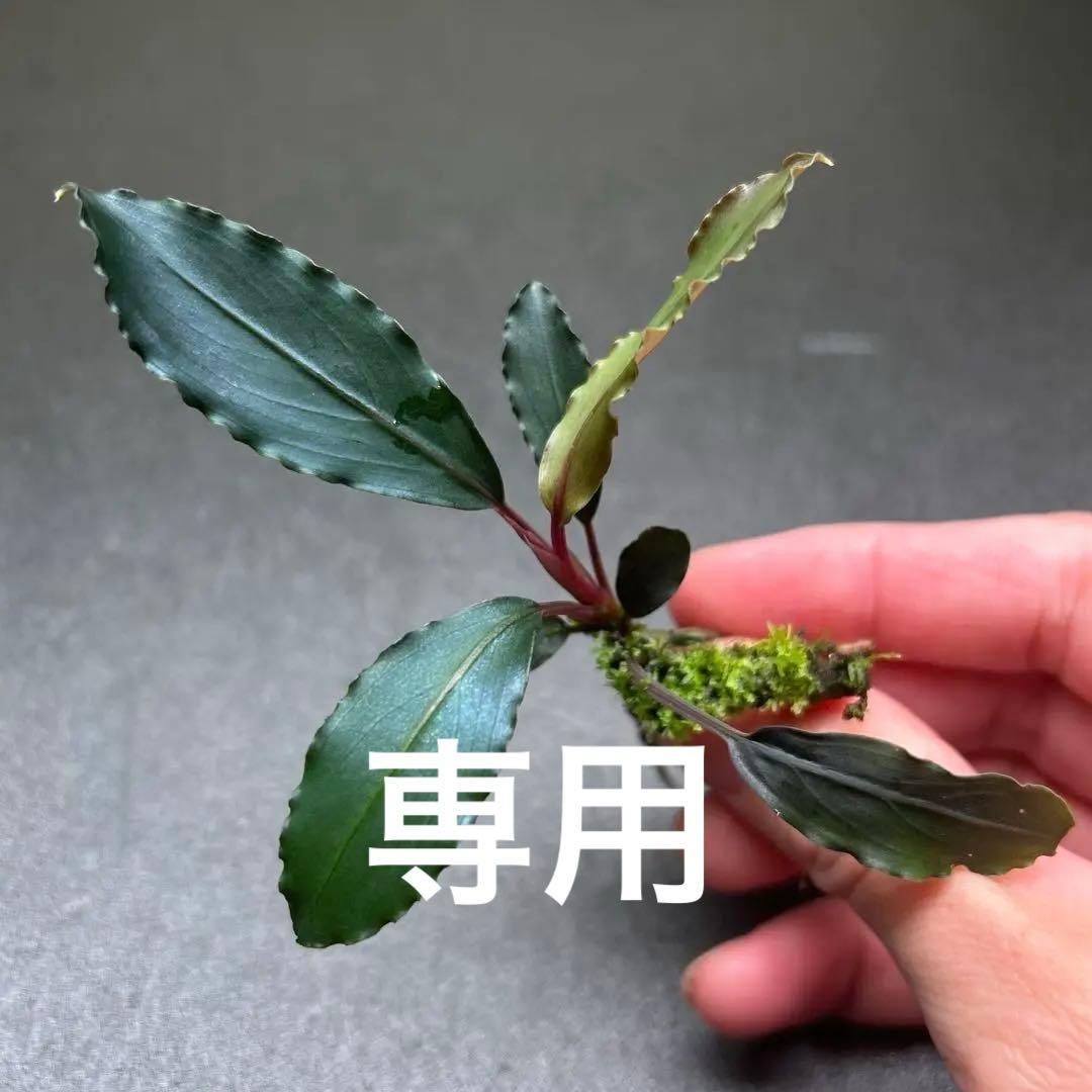 Bucephalandra sp.Deep Purple 【AZ1011-XX】