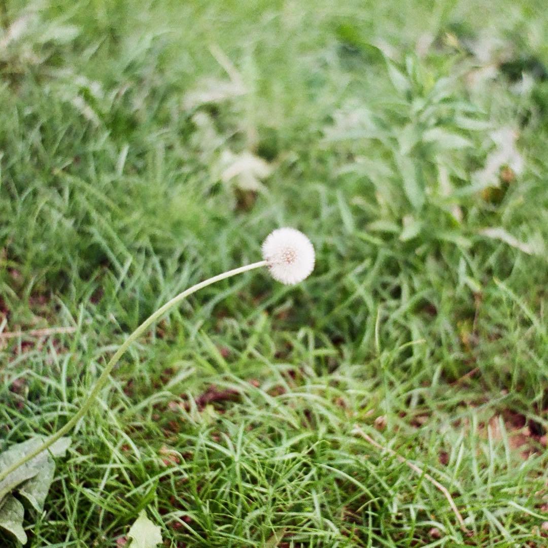 ニコン Nikon NIKKOR-H.C 50mm F2 ライカ leica