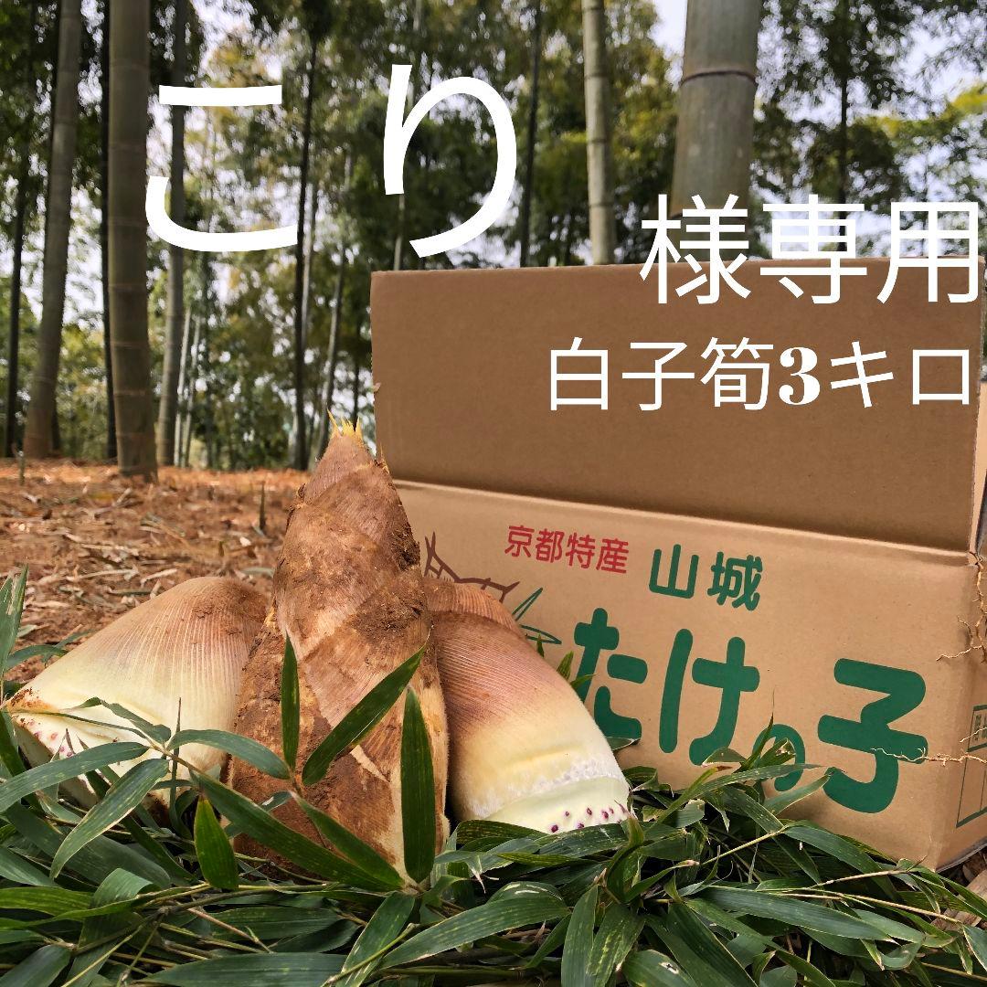 こり　白子筍3キロ