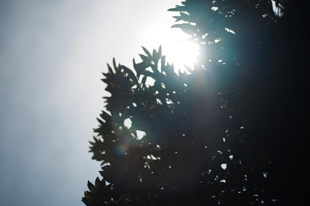 レンズ(単焦点) Carl Zeiss Makro-Planar 100mm f2.8 AE 47