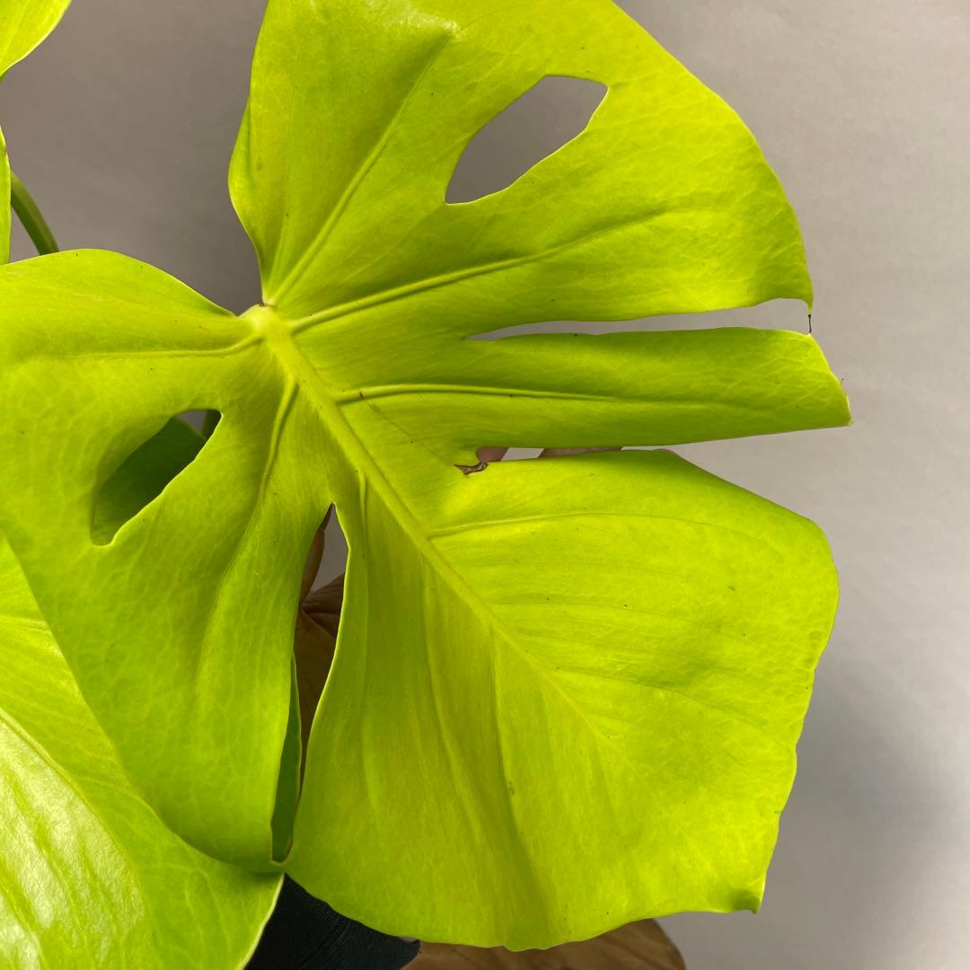 p*t様 L049モンステラ　黄金葉　ゴールドリーフ　フルムーンゴールド