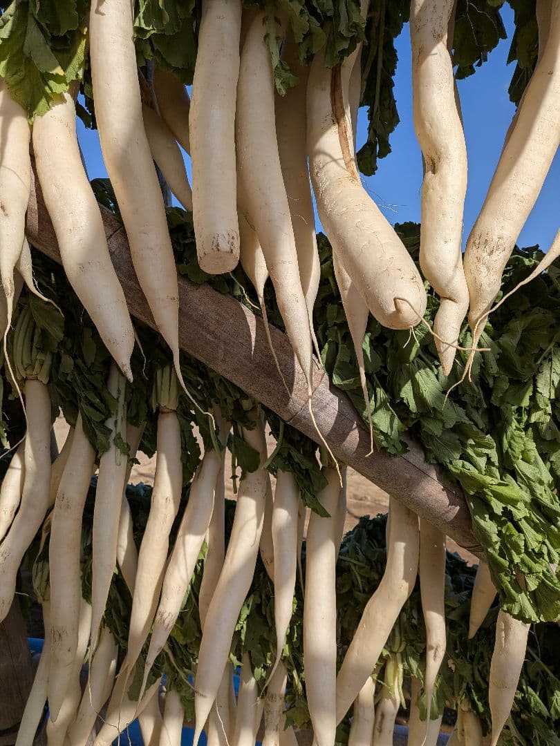 干し大根　　NENE