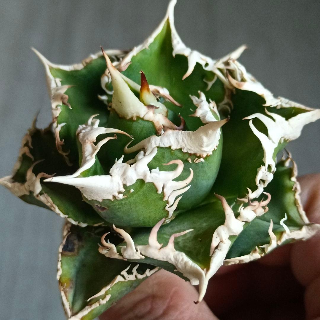 A280 特選 アガベチタノタ 大白鯊 強狂棘 極上白鋸歯 極上優良株