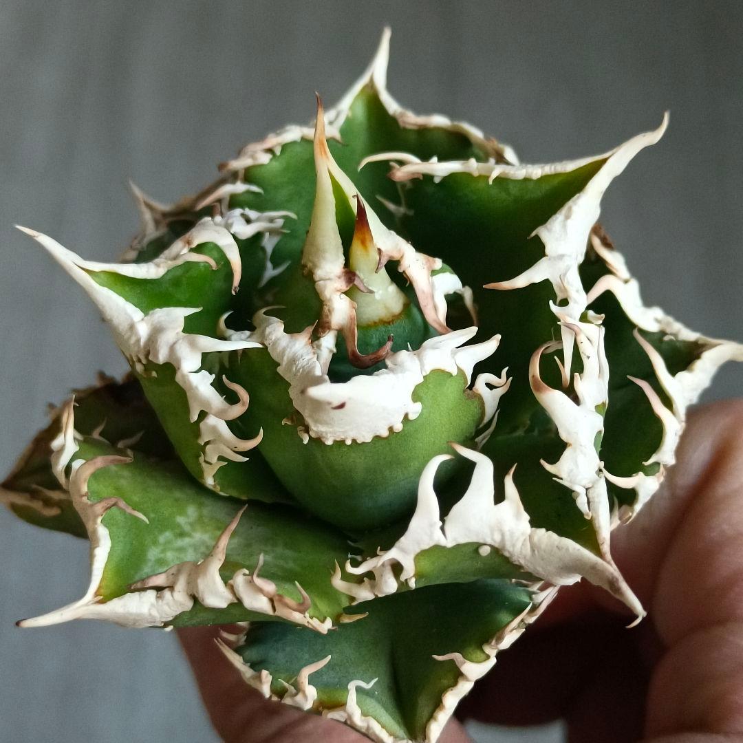 A280 特選 アガベチタノタ 大白鯊 強狂棘 極上白鋸歯 極上優良株