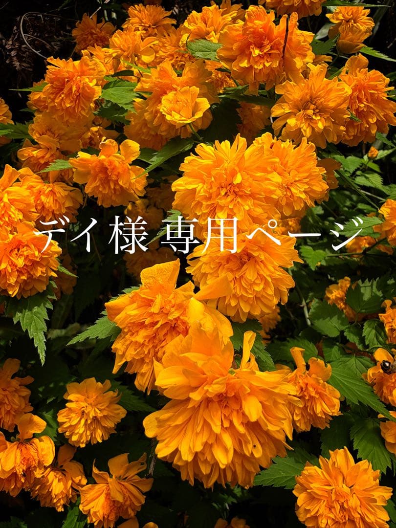 ❁⃘デイページ❁⃘