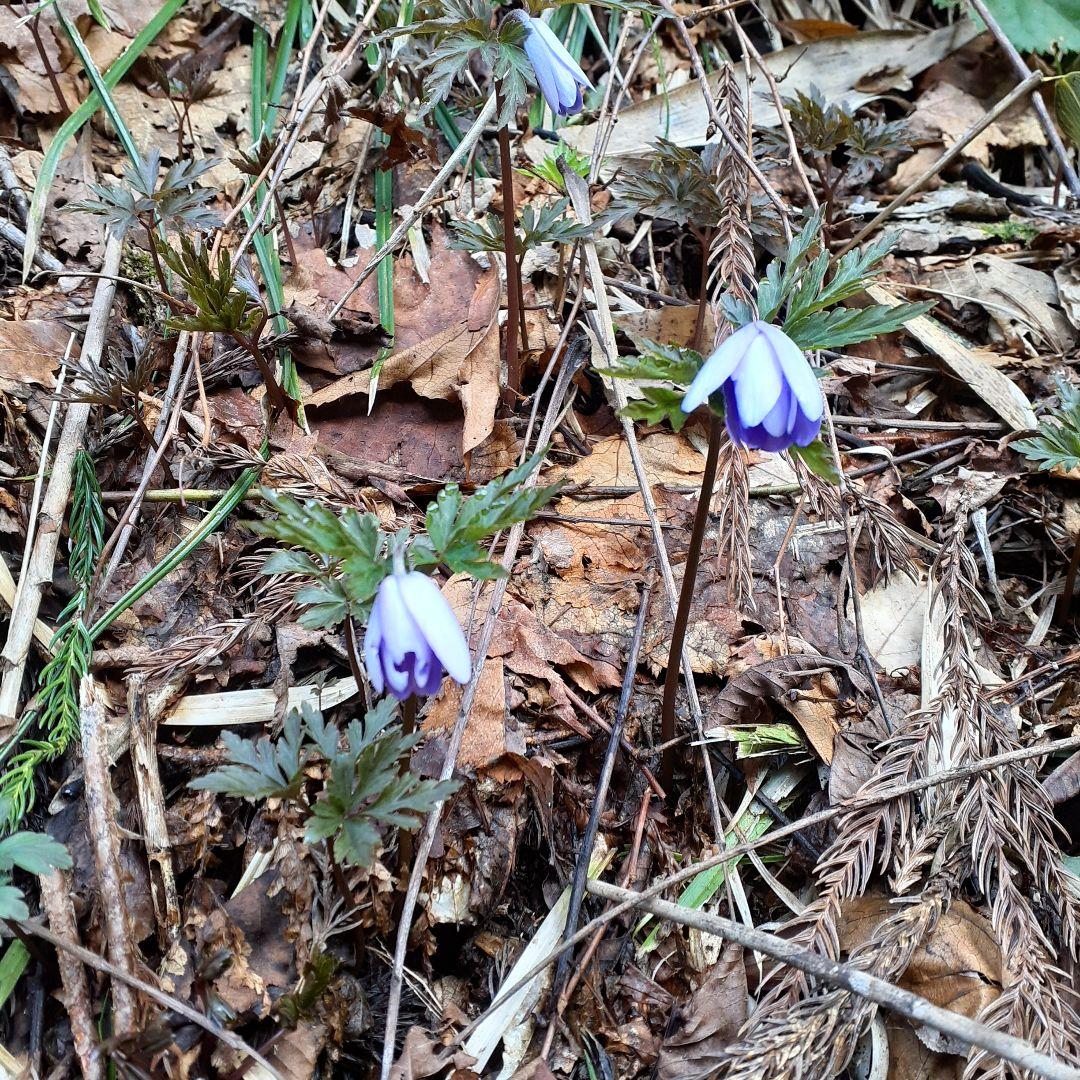 秋田県産 葉わさび 山わさび 採れたて
