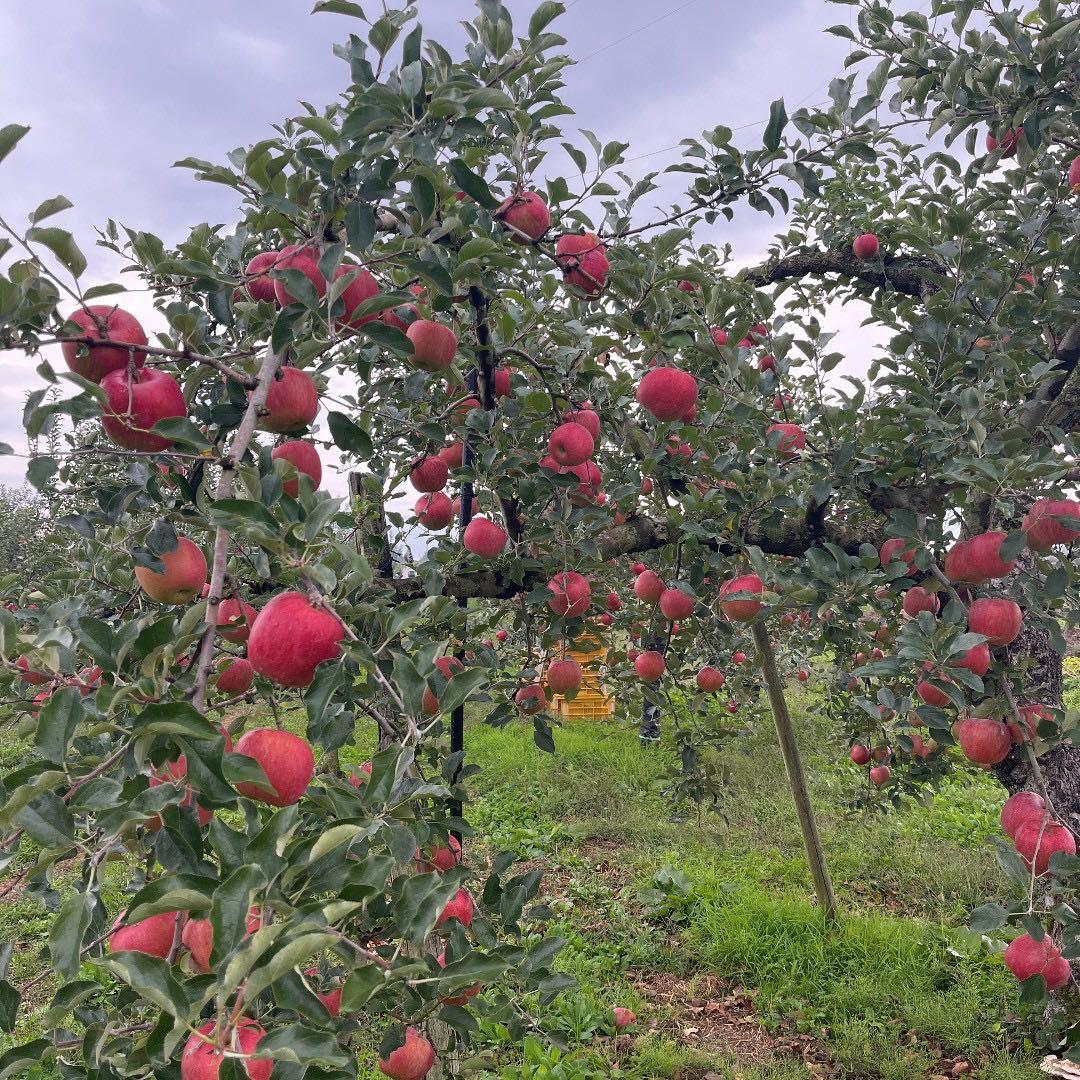 さいちゃんです ☆4箱☆
