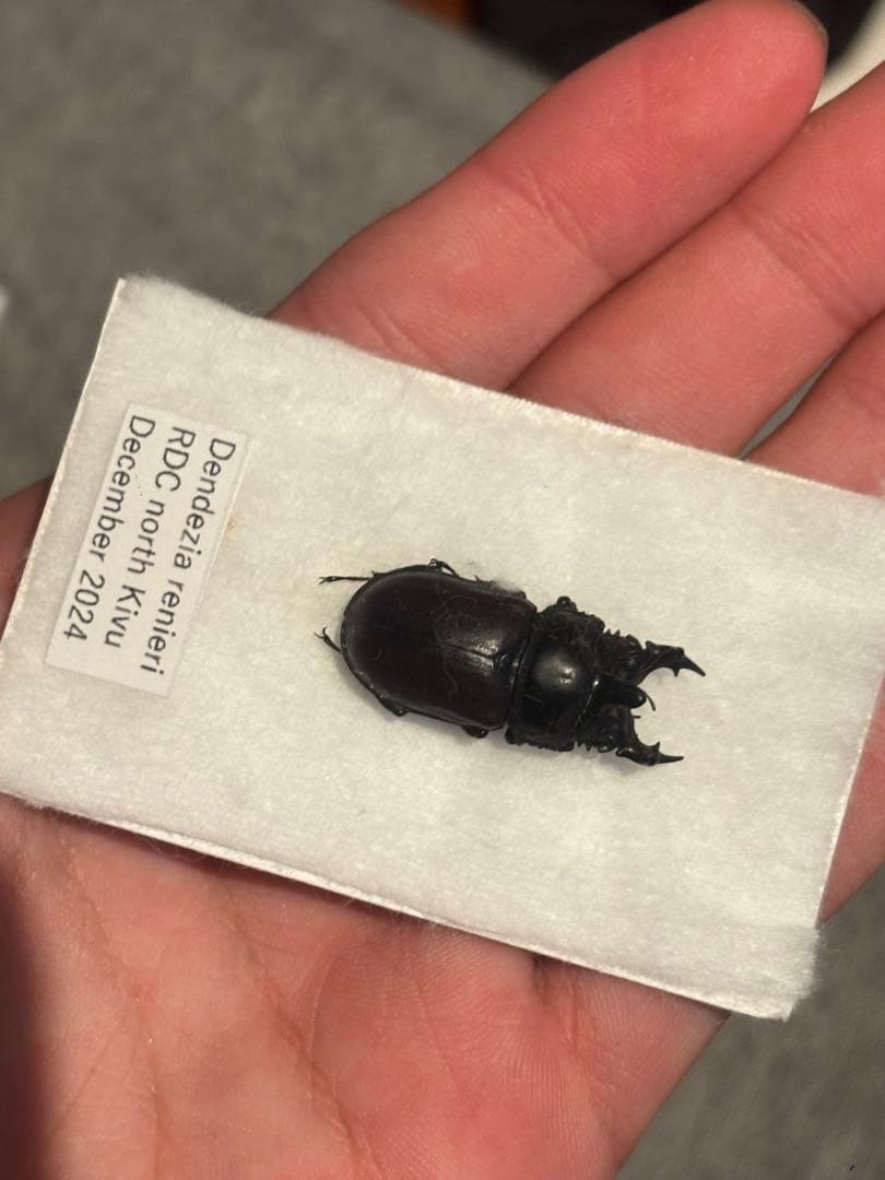 カザリツノクワガタ　昆虫標本　標本