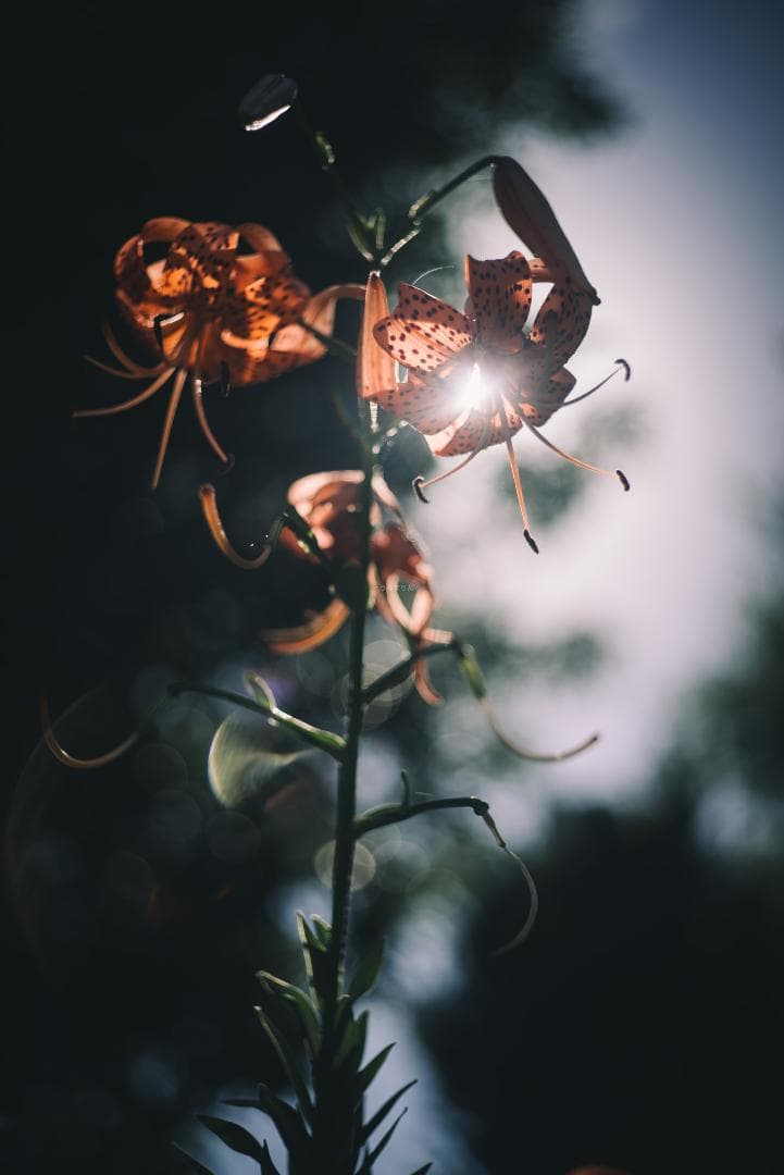 taureich様Summicron 50mm F2 1st 前期 固定鏡胴