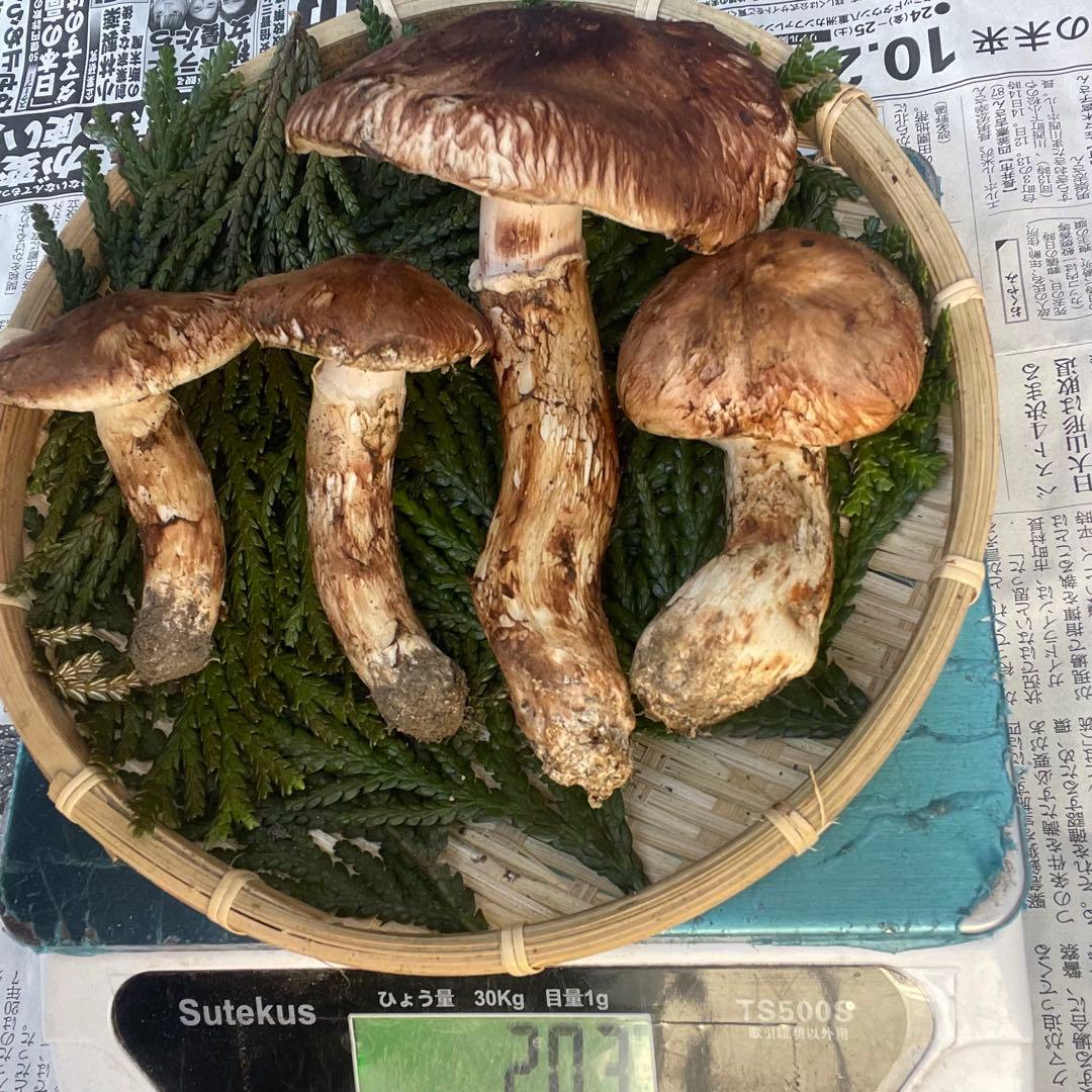 天然きのこ 松茸 国産 良品‼️ マツタケ まつたけ 大自然の凛さん採取その143