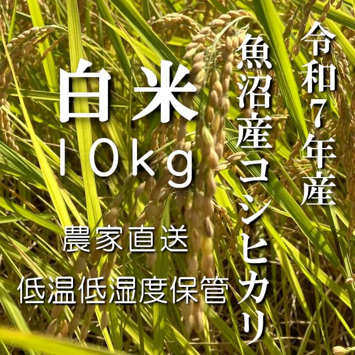魚沼産コシヒカリ　令和7年産　白米　10キロ　米農家直送　送料無料①