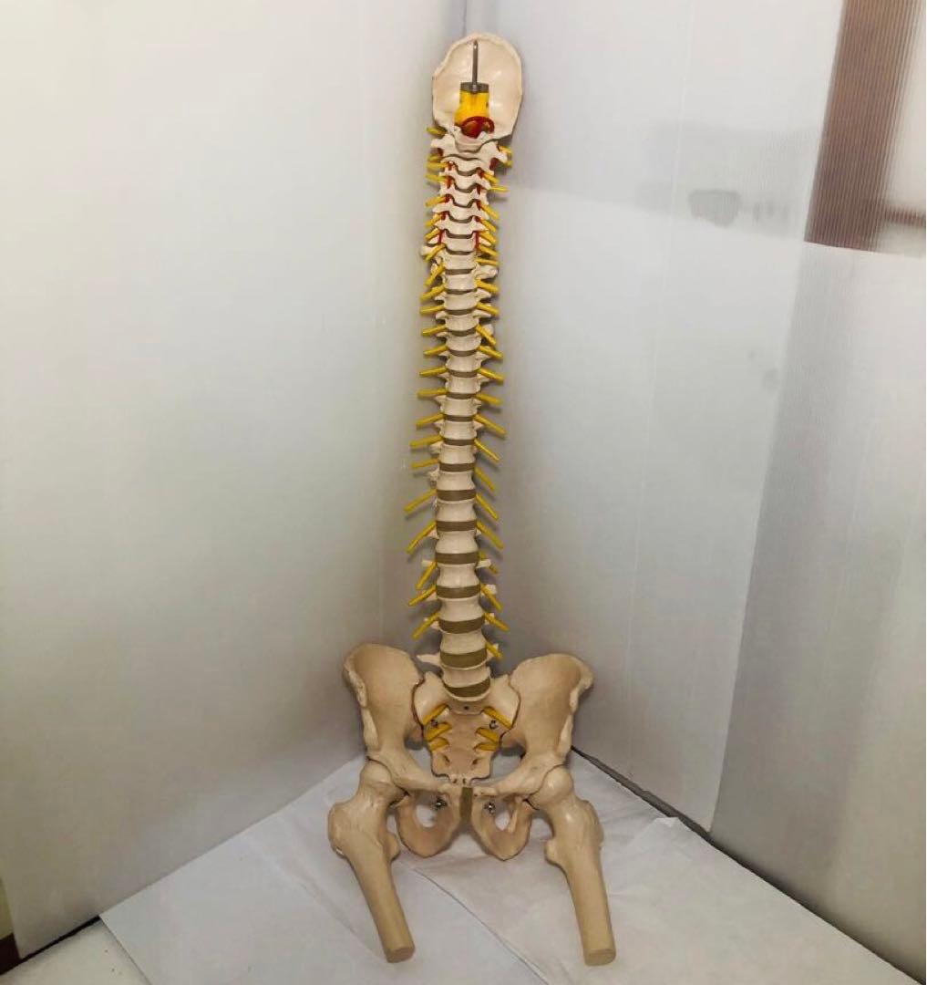 人体模型 骨格模型 脊柱模型 骨 人体骨格模型 脊椎骨盤模型　台座無し