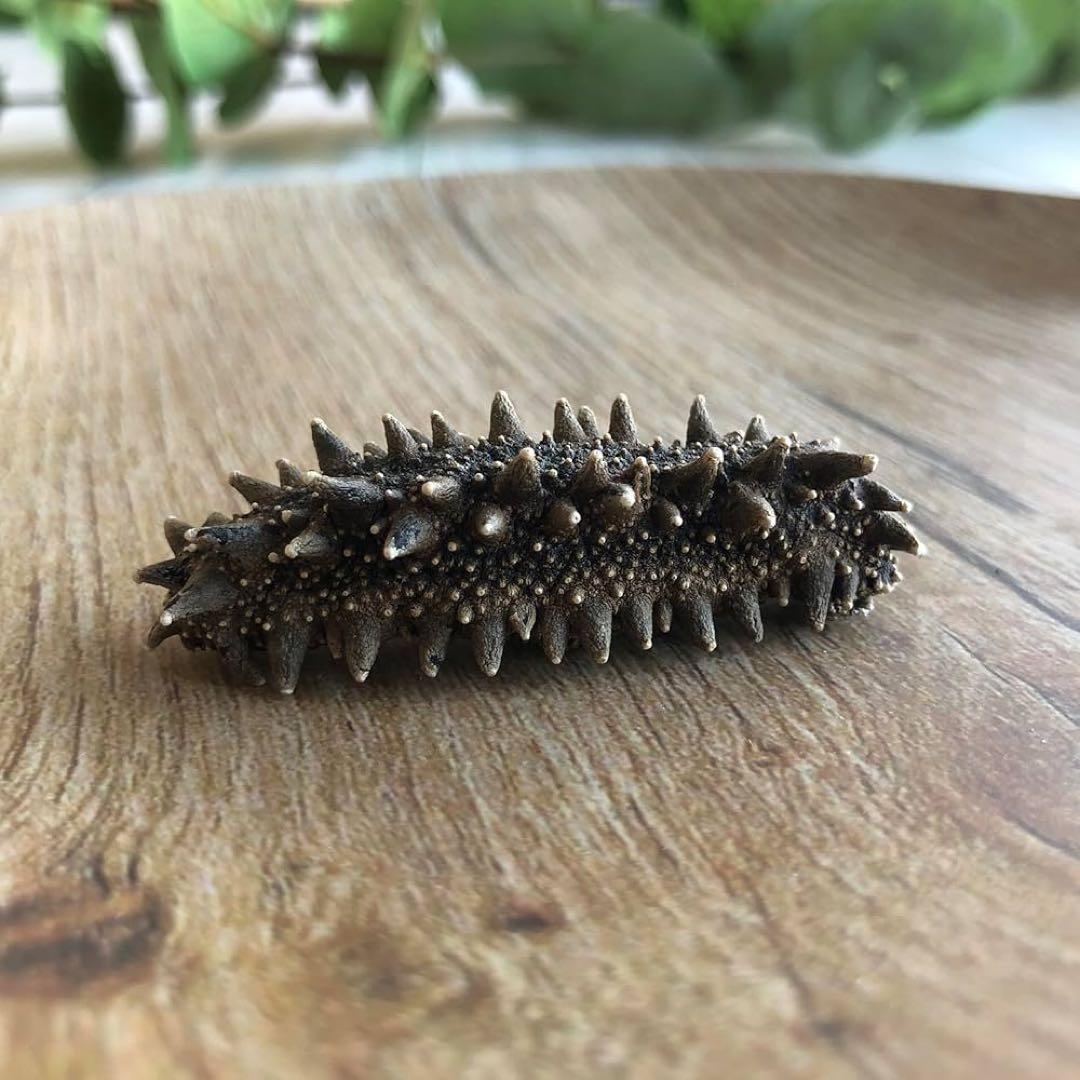 【北海道産】 乾燥なまこ 天然 厳選A級品 200g