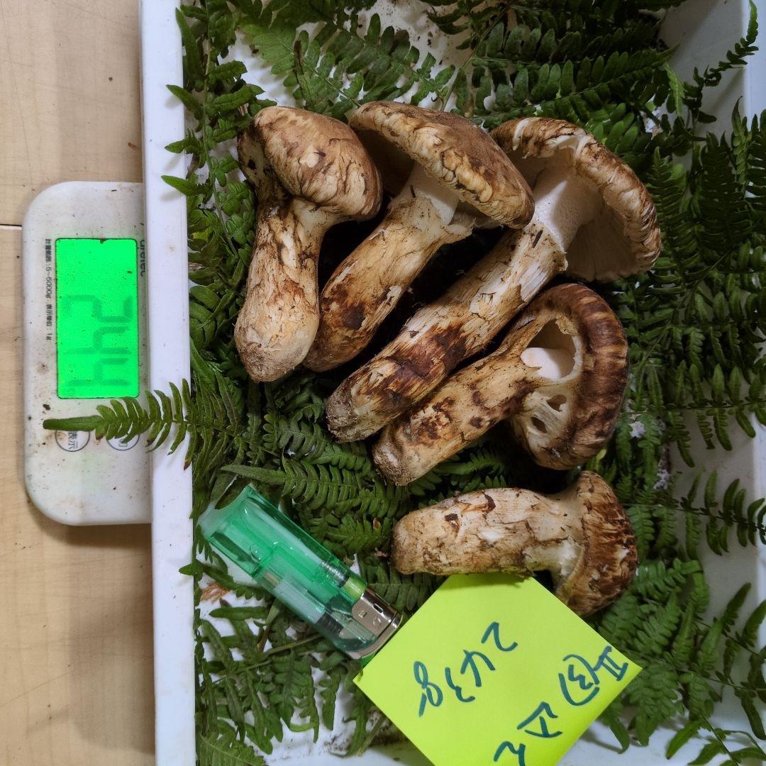 和歌山松茸 新鮮朝市　込み込み　243㌘