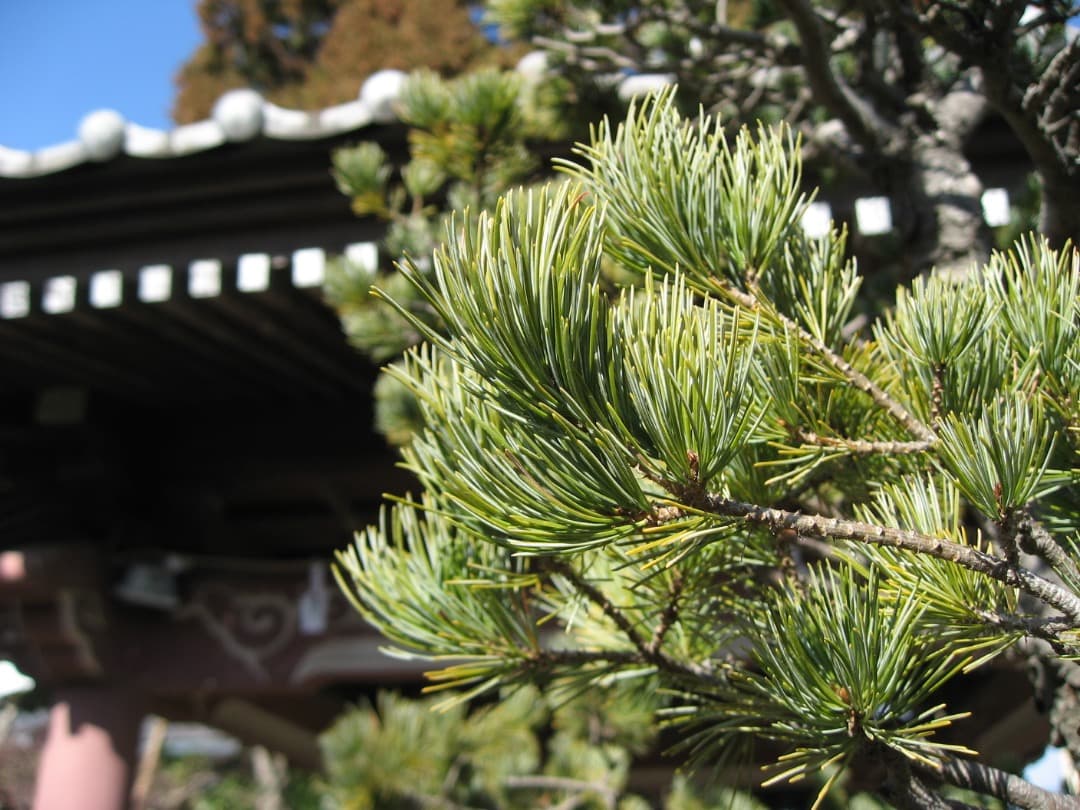 実写美⭕️新品同様【動作確認済】Canon IXY DIGITAL 800IS