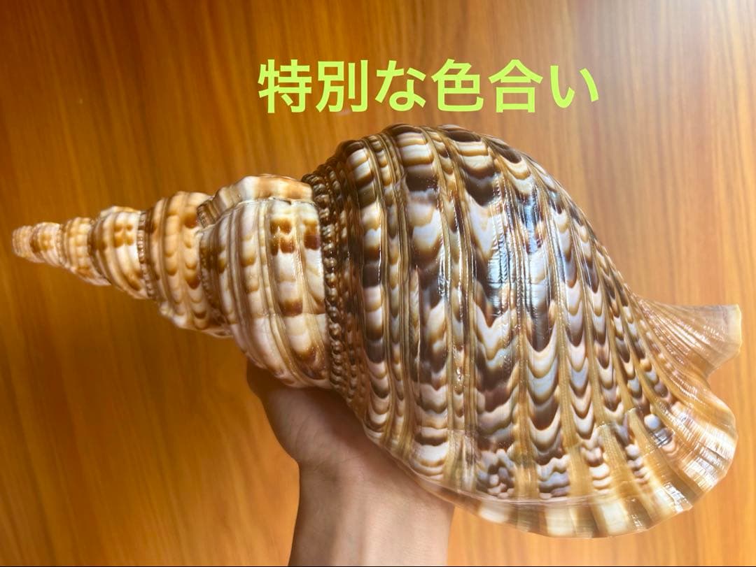 法螺貝　特別な色合い 29.5cm