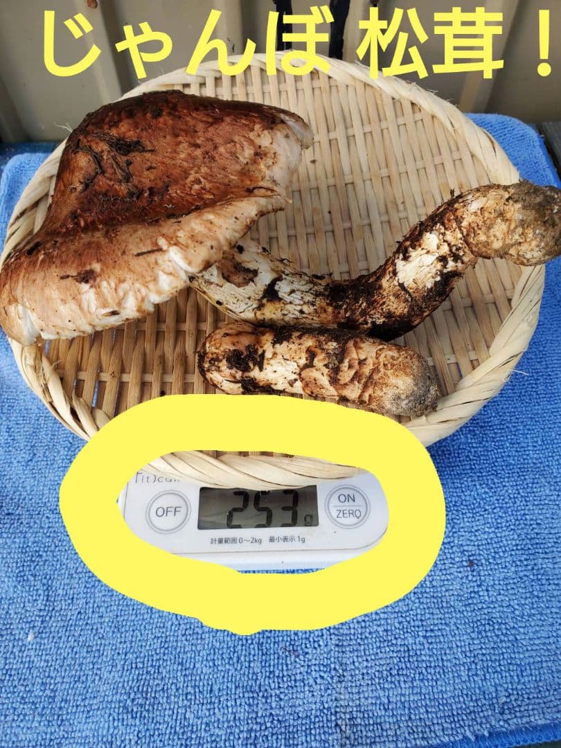 岩手県久慈市産【高級.超巨大、松茸】253g