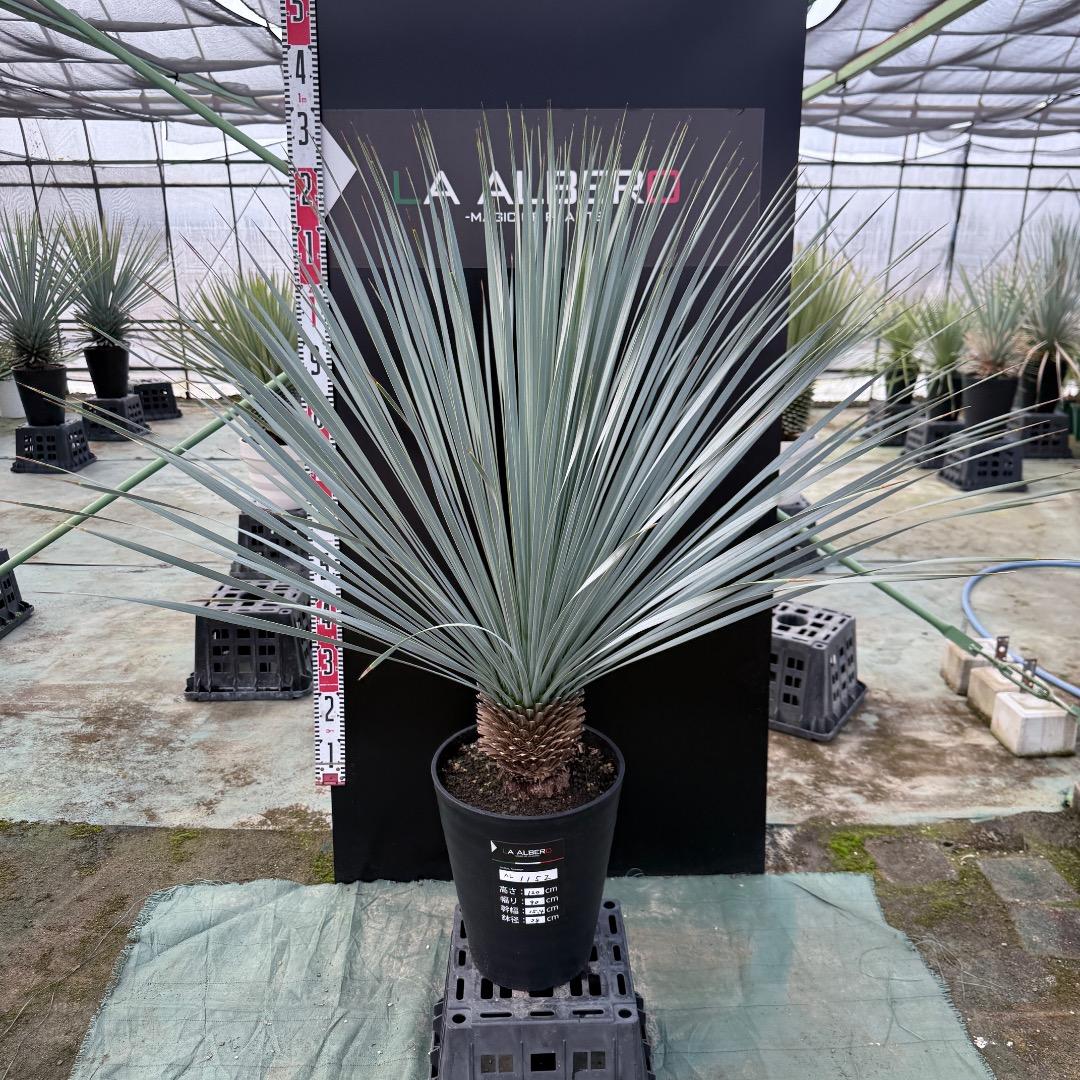 【AL1152】ユッカ　ロストラータ　ランチョブルー　数量限定