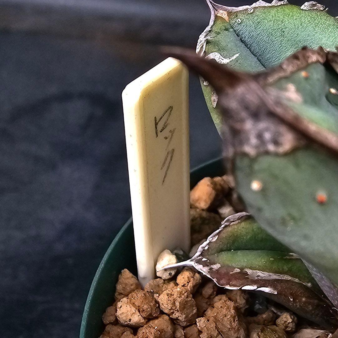 メルカリ便発送&ロウルサンコさんラベル付き☆アガベ ロック