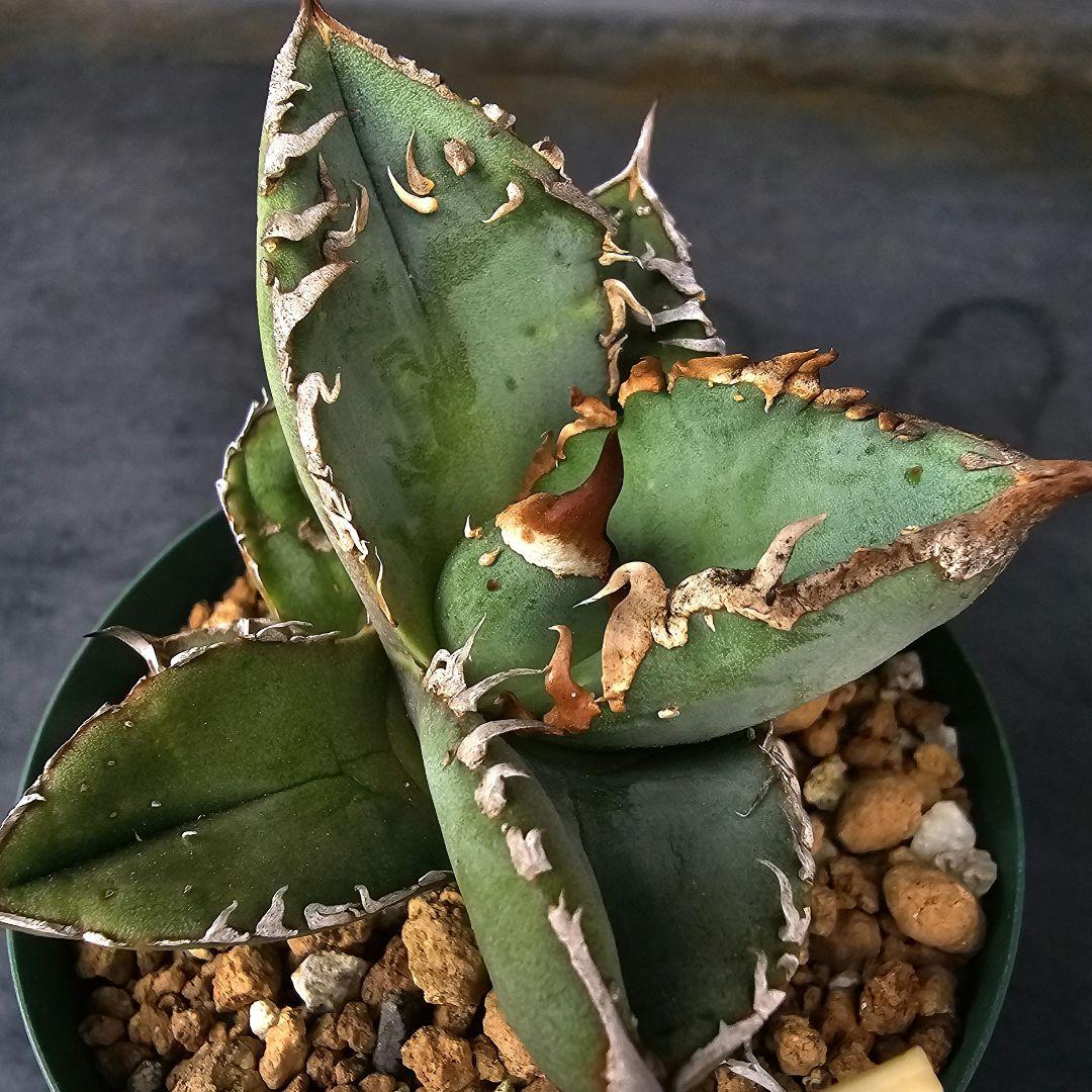 メルカリ便発送&ロウルサンコさんラベル付き☆アガベ ロック