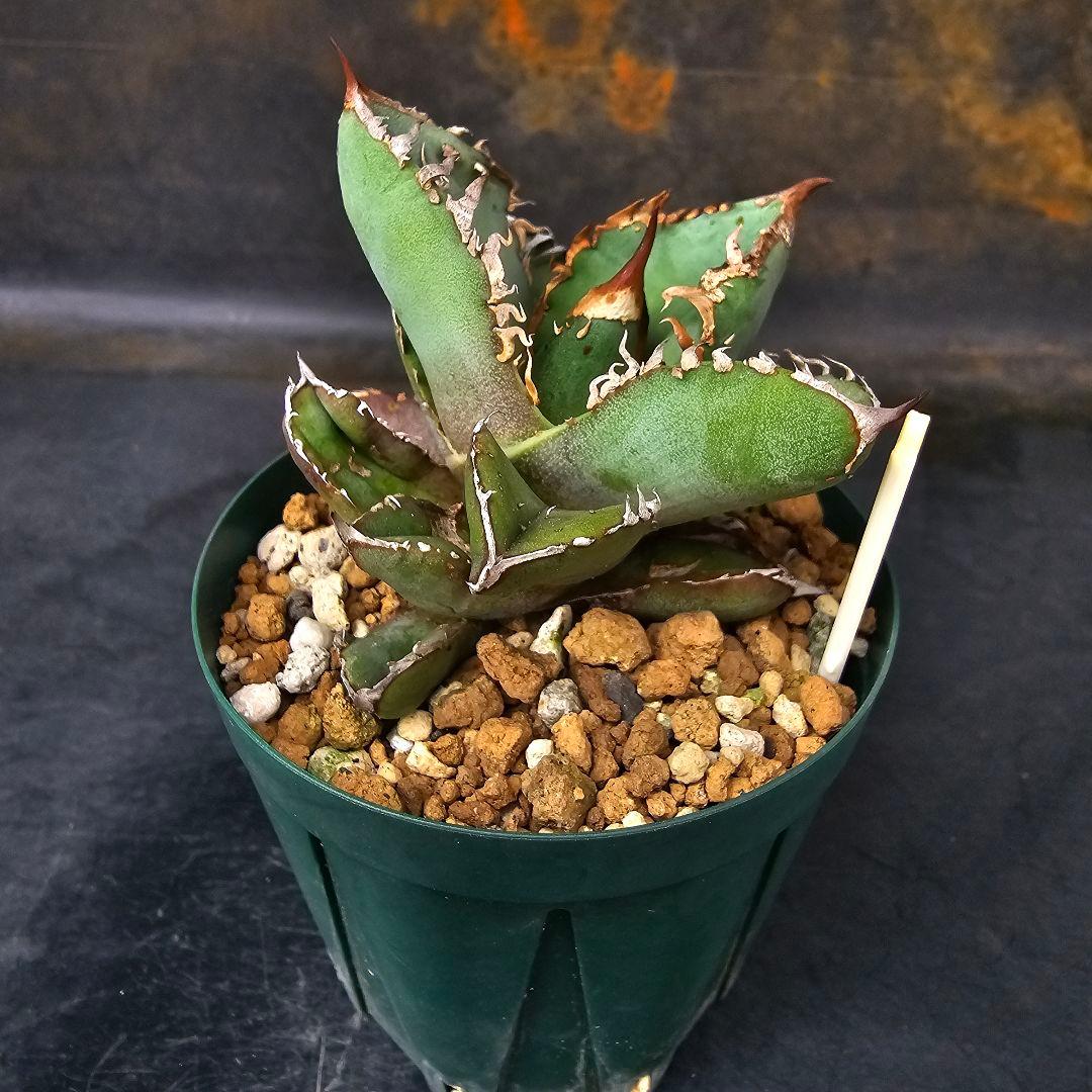 メルカリ便発送&ロウルサンコさんラベル付き☆アガベ ロック