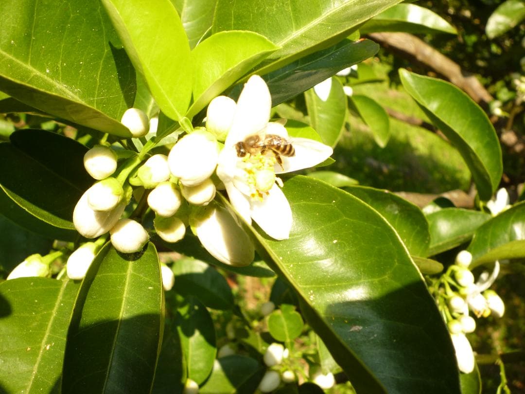 安心の日本みつばち 芳醇糖度81％優良品 非加熱 春はちみつ1,100ｇ