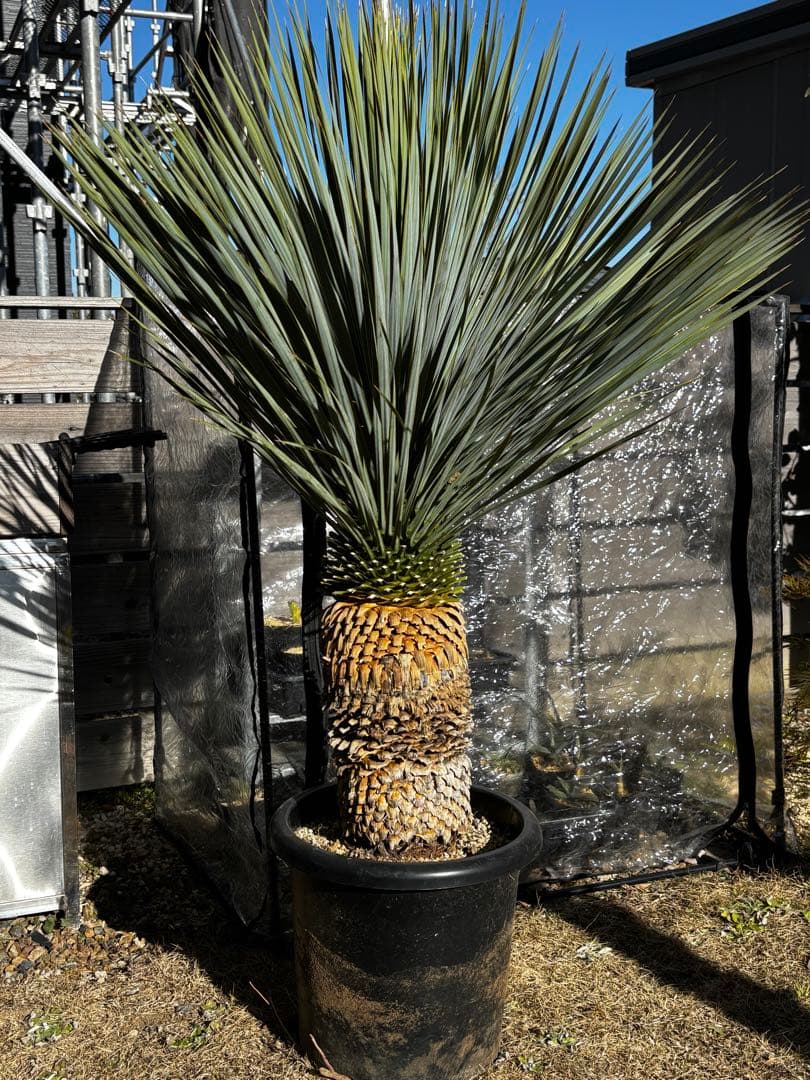 いぬ　太株　ユッカロストラータ　ブルーサンダー　タグ付き