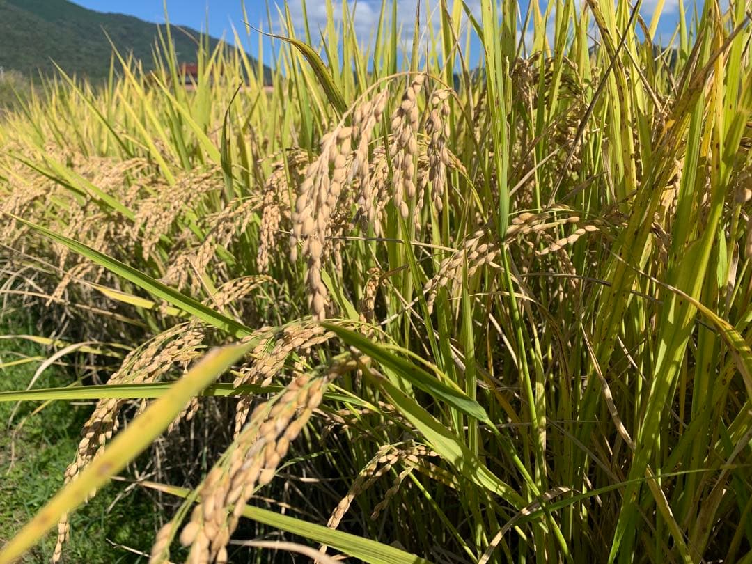 令和7年度産　新米ヒノヒカリ20kg(送料込)農家のお米