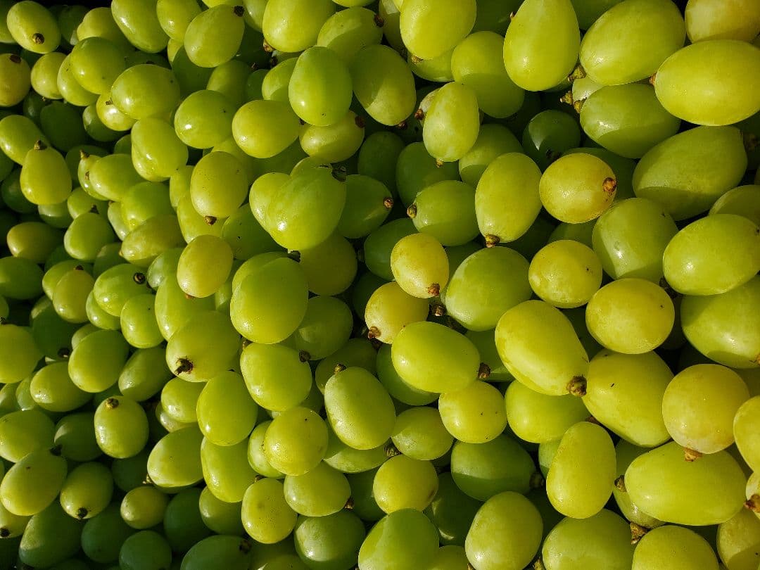 シャインマスカット皆掛５キロ粒