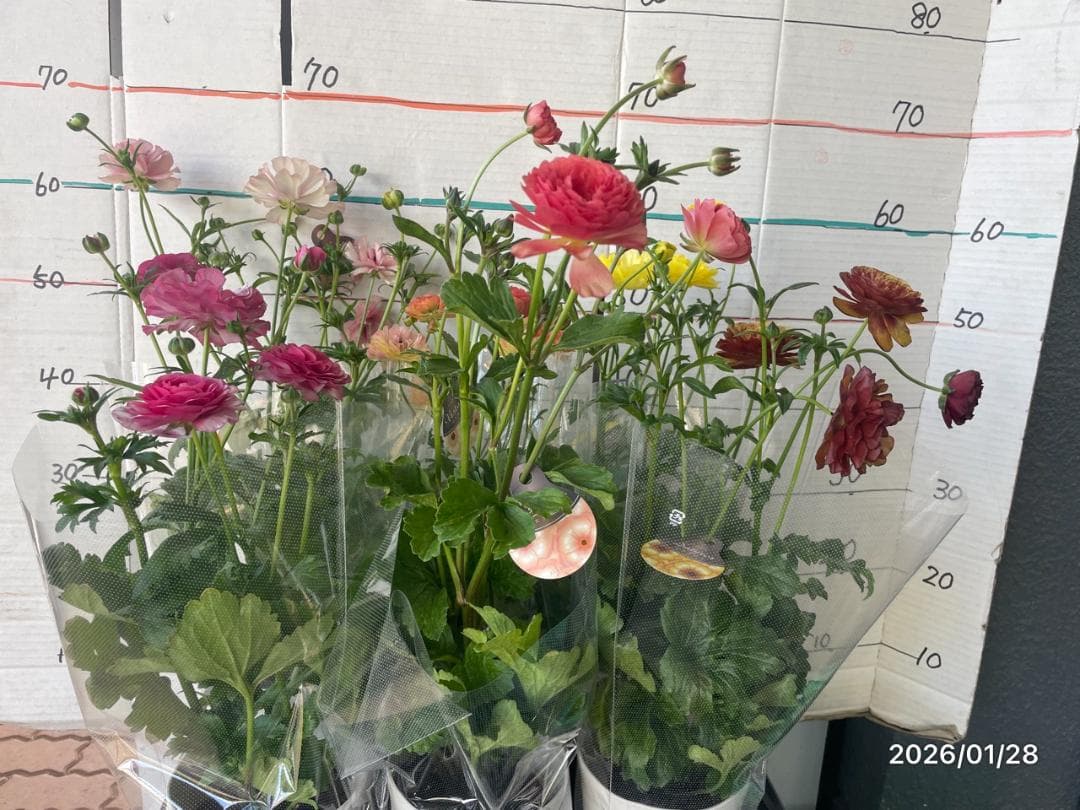 ぱるる　ラナンキュラス　ラックス　全6種類　　5号化粧鉢　　大苗