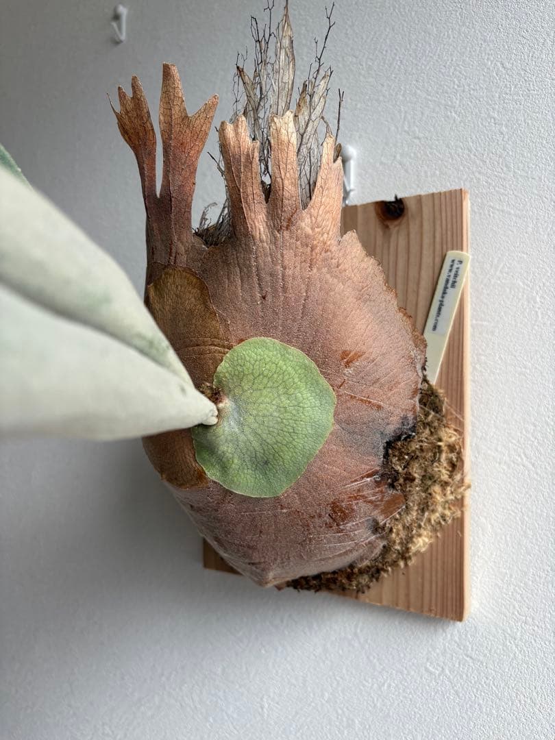 S*i様 親株P.veitchii vp由来　ビカクシダ　コウモリラン　ベイチー