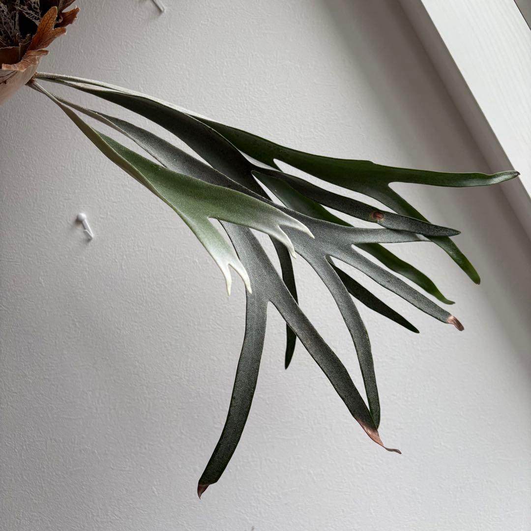 S*i様 親株P.veitchii vp由来　ビカクシダ　コウモリラン　ベイチー