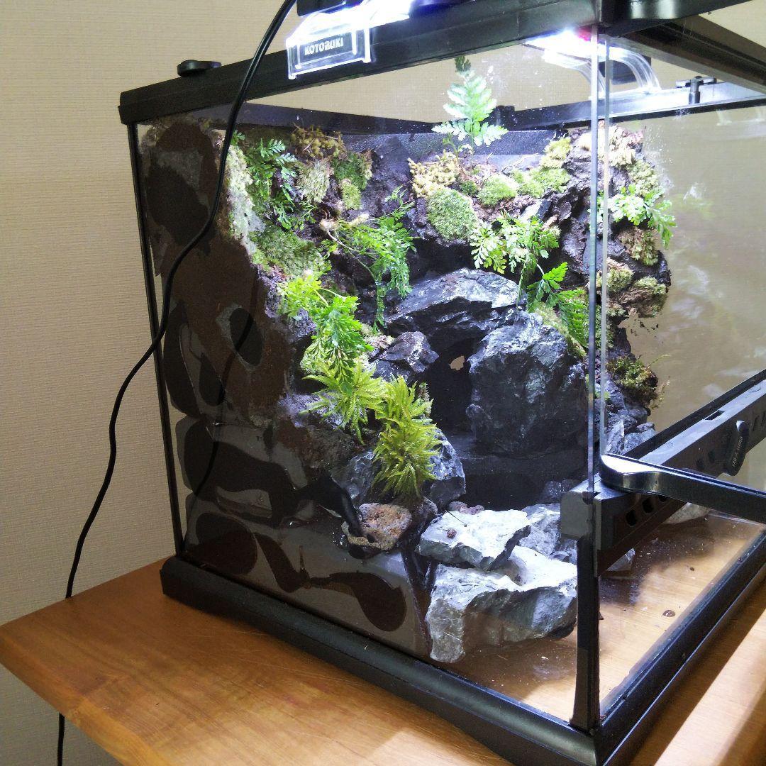 【受注生産】グラステラリウム3030　イモリウム　苔テラリウム　アクアテラリウム