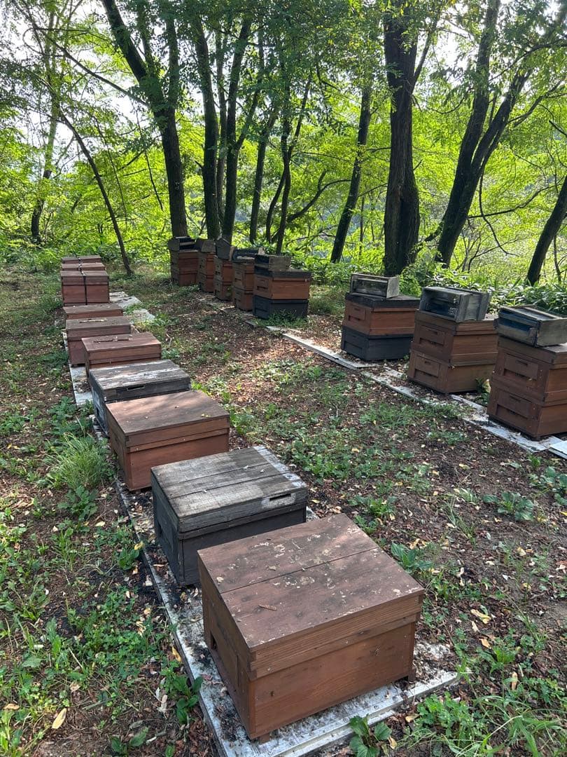 信州産　アカシアはちみつ 1,200g×2本　これでアカシアは終わりです