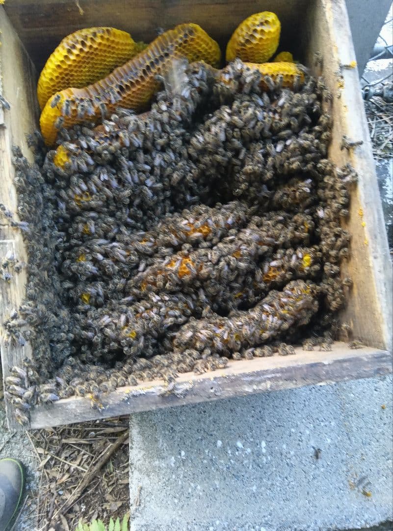 南国土佐の百花蜜　 ニホンミツバチ蜂蜜 純粋　無加工　1170g1本