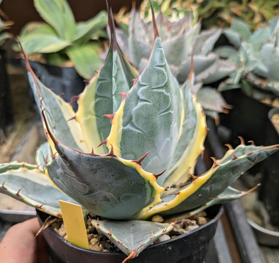 本日限り福袋】アガベ パラサナ インプレッショニスト　特選実生株セット