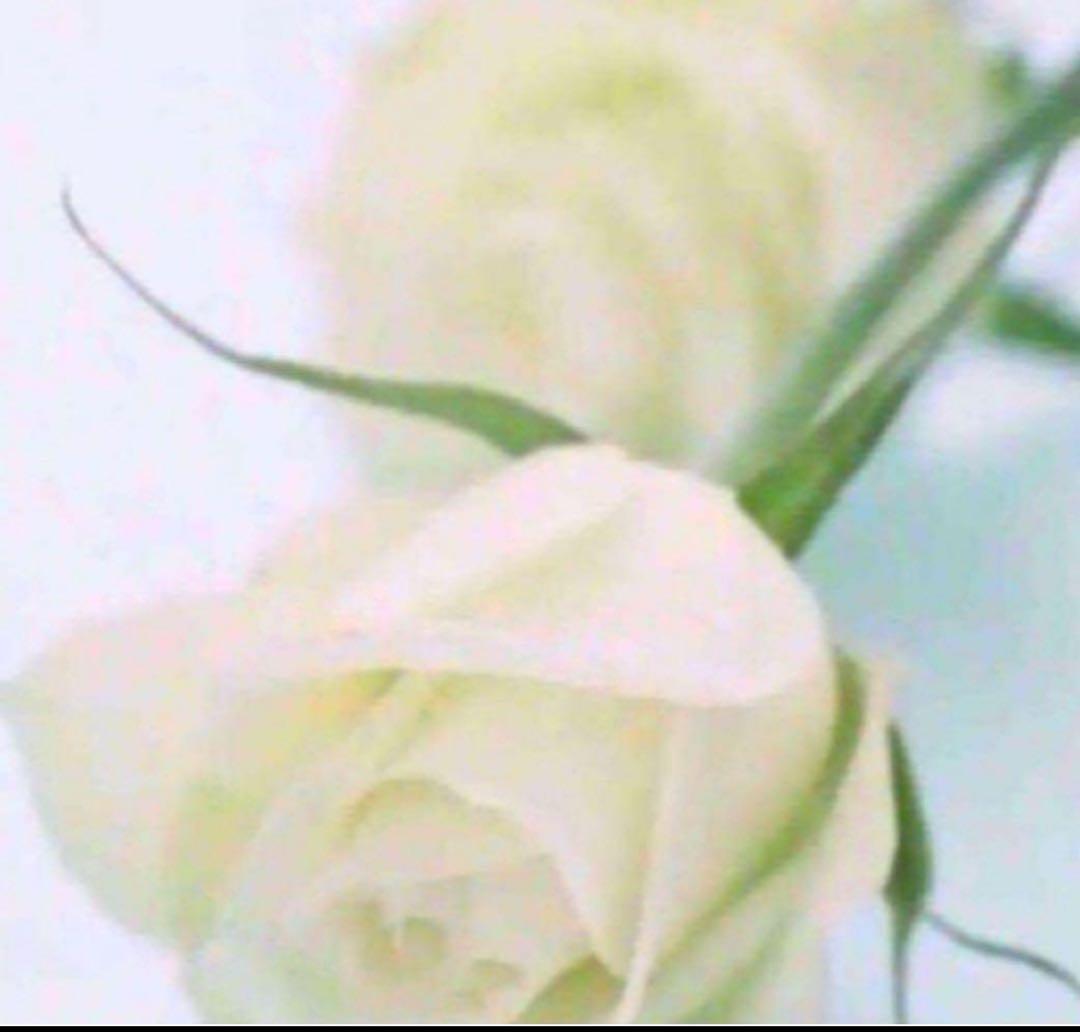 アヤ ミルクオイル2 ネックセラム1