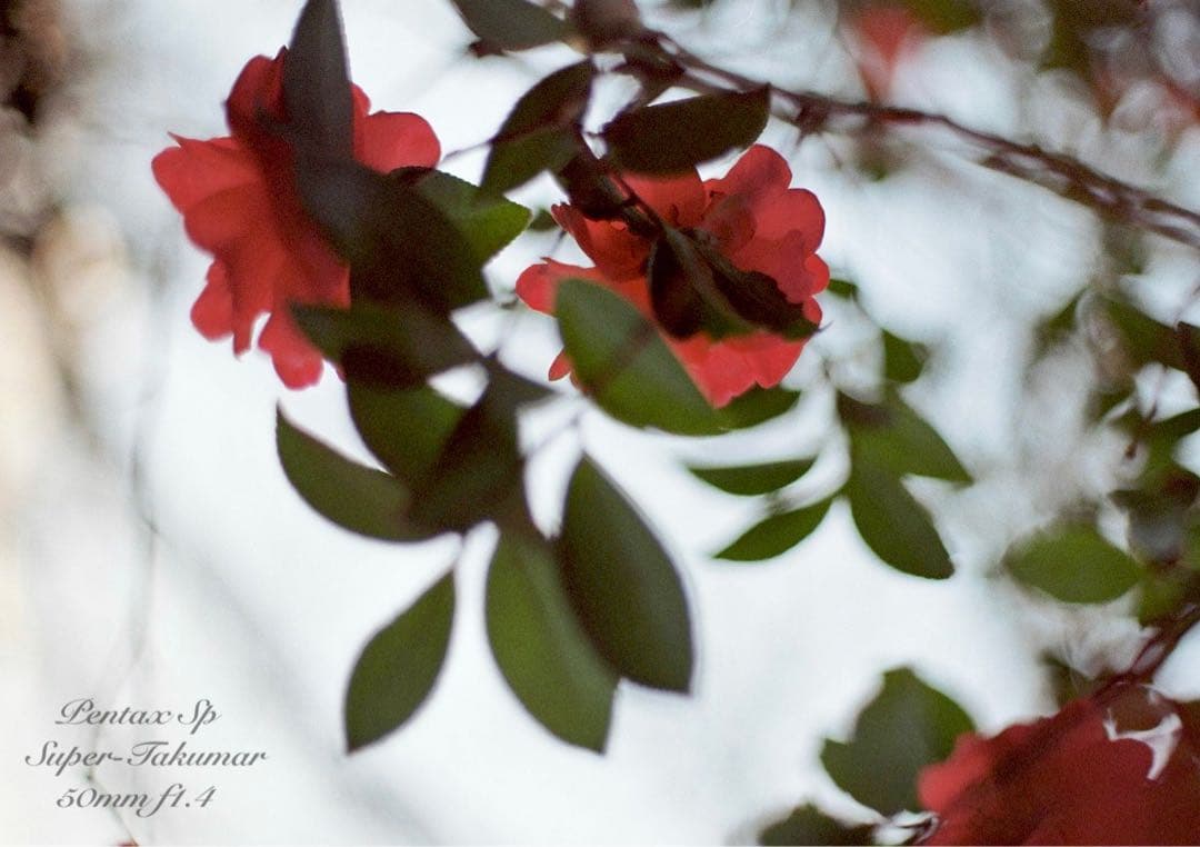 ★作例多数PENTAX SP/S.Takumarf1.4★完動品＊美品＊初期保証