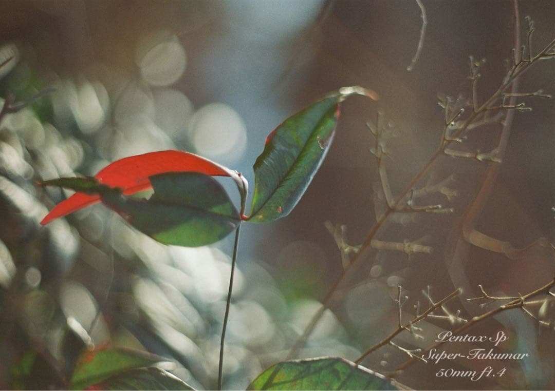 ★作例多数PENTAX SP/S.Takumarf1.4★完動品＊美品＊初期保証