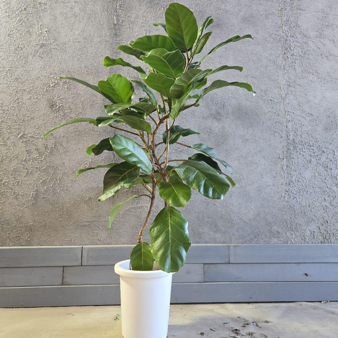 ①　フィカス　アフリカンプリンセス　曲がり仕立て８号最高等級極上品‼️希少品種