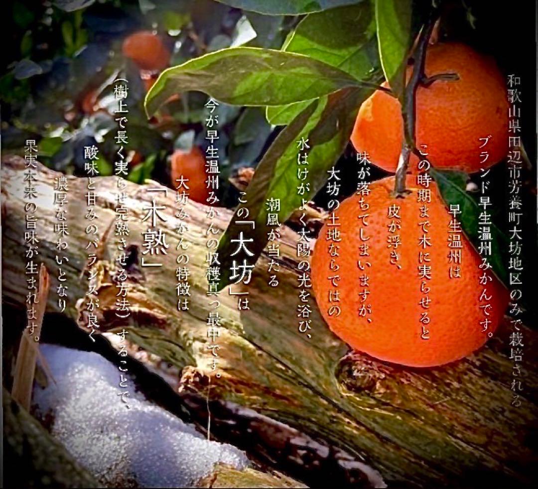 ①温州みかん 樹熟大坊みかん 優品(家庭用傷あり)2S、S、10kg